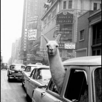 Lama a Times Square, Inge Morath