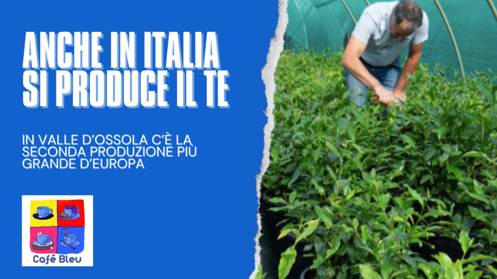 Anche in Italia si produce il tè, in Valle d'Ossola c'è la seconda produzione più grande d'Europa